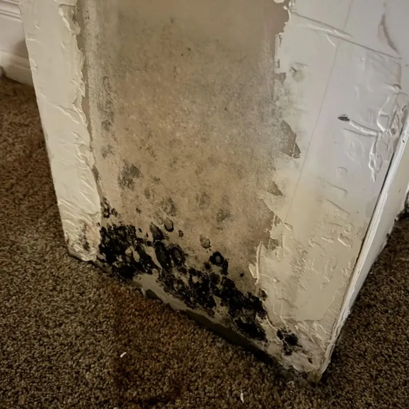 Professional Mold Removal in Pleasanton, TX